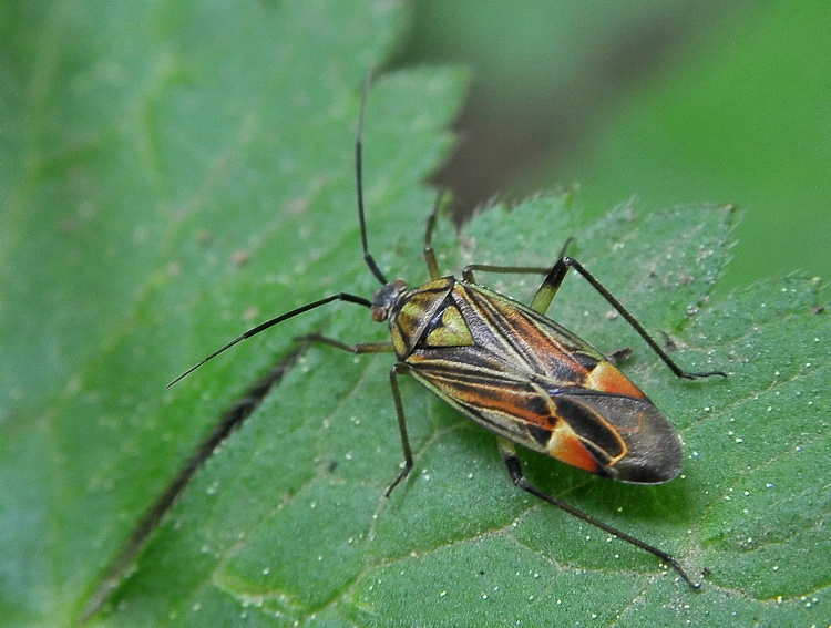 Lui chi ? Actinonotus pulcher (Miridae) di Toscana